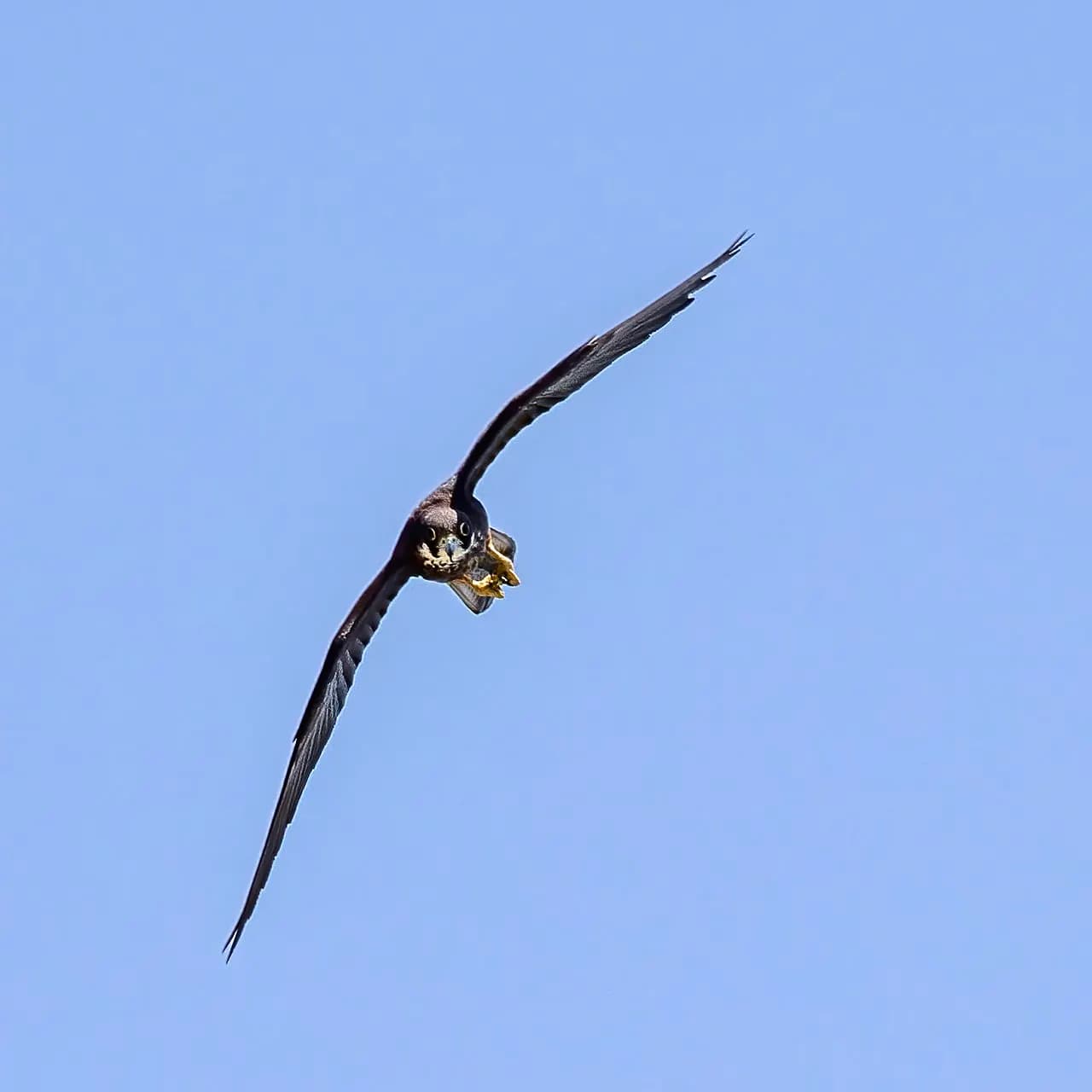 Eleonora's falcon