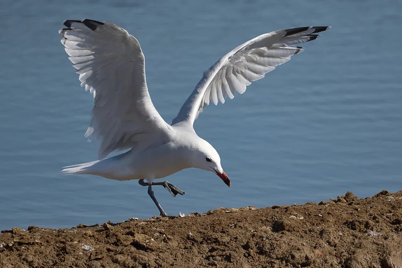 Audouin's gull
