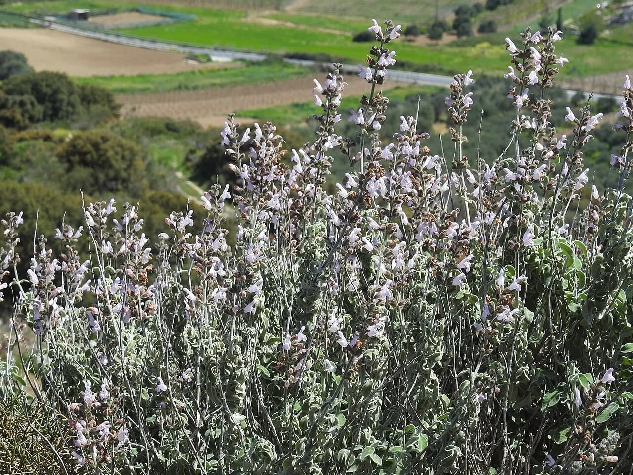 Greek sage