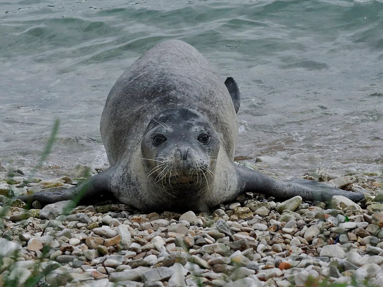 Mediterranean monk seal