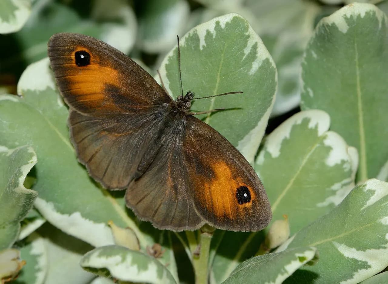 Turkish meadow brown