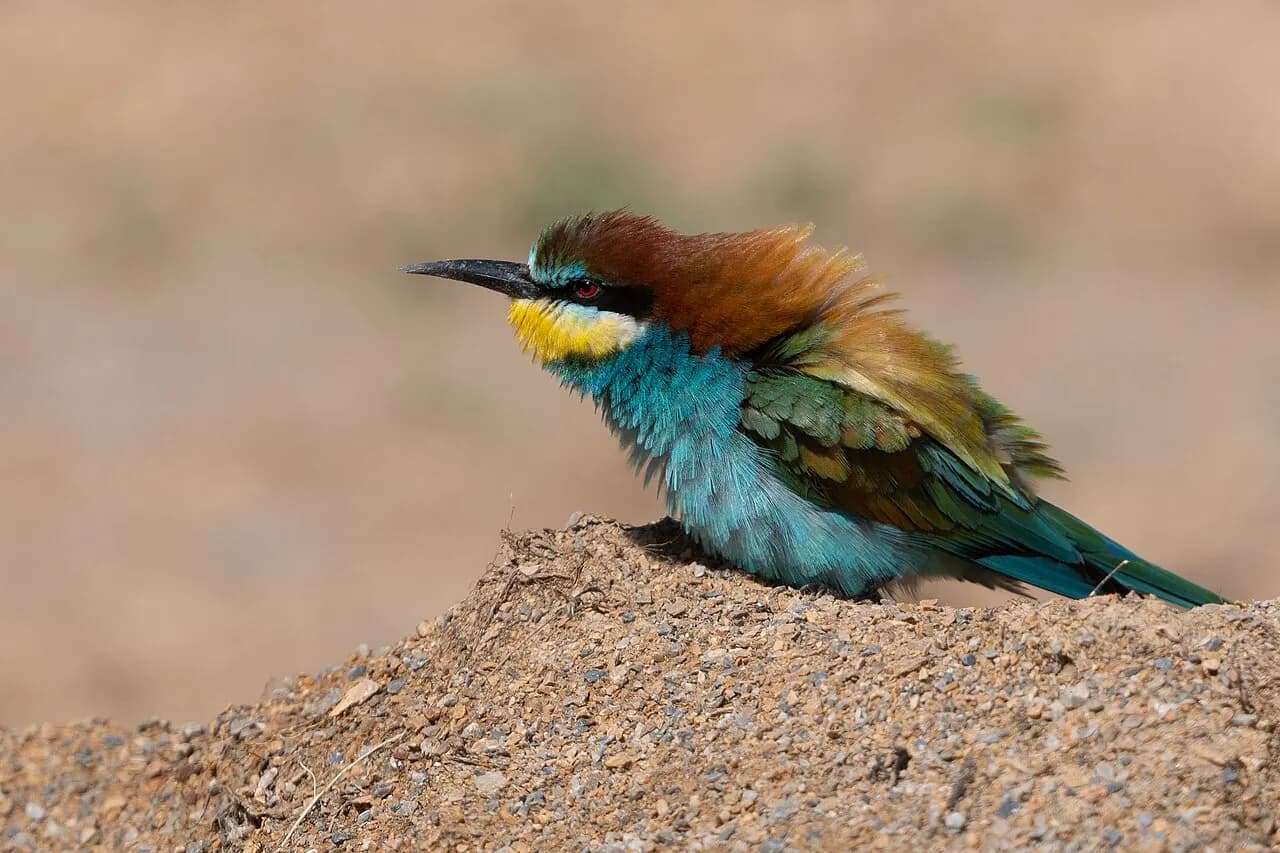 European bee-eater