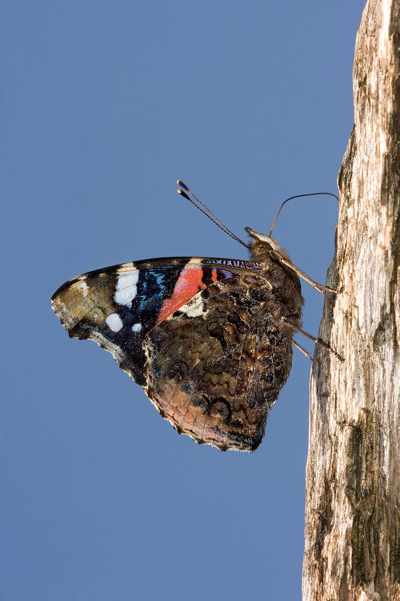 Red admiral