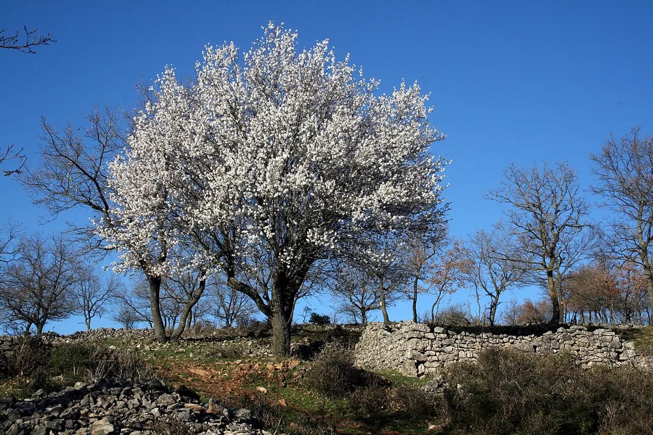 Almond (Datça 'Nurlu' Almond)