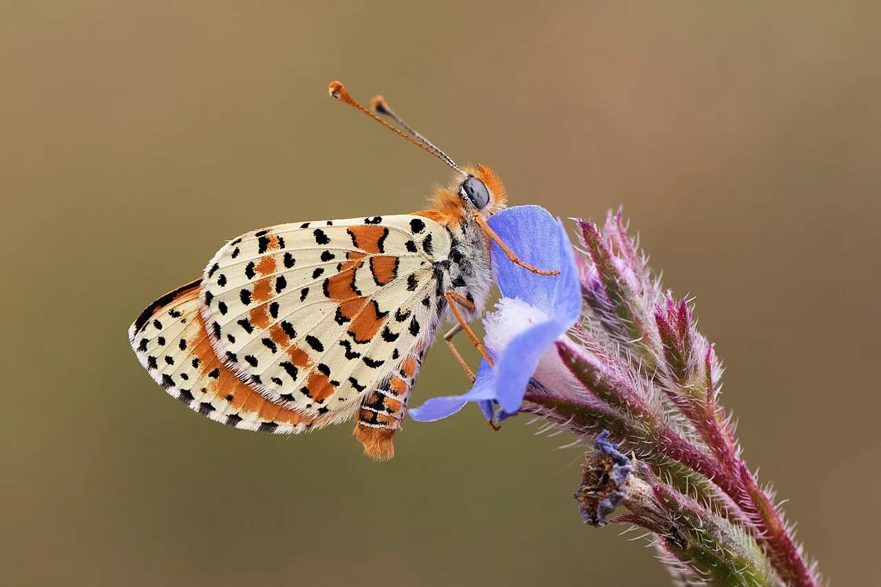 Spotted fritillary