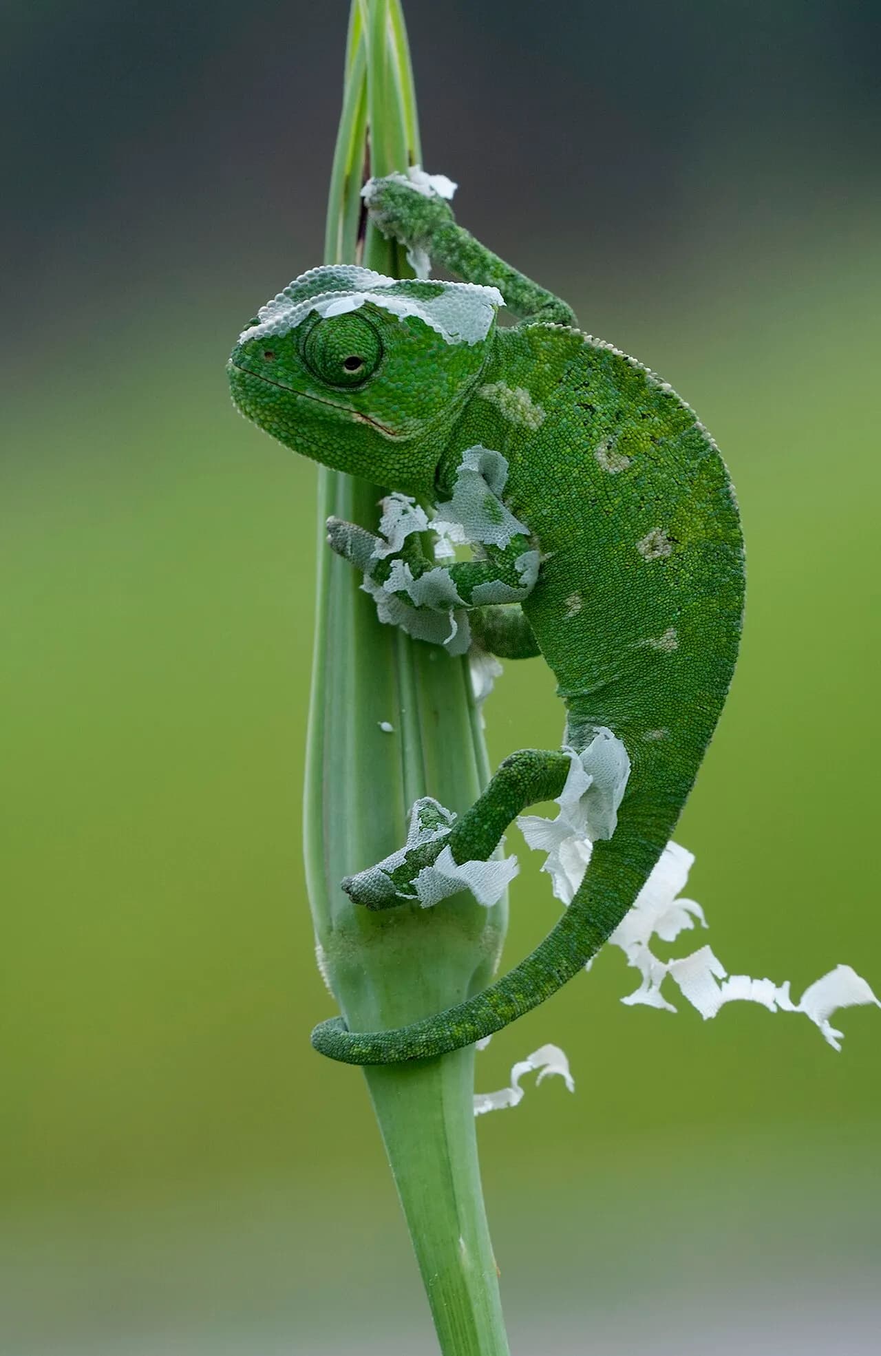 Mediterranean chameleon