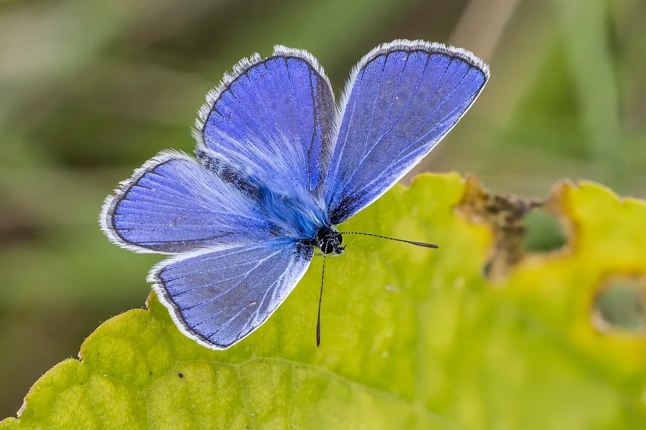 Common blue