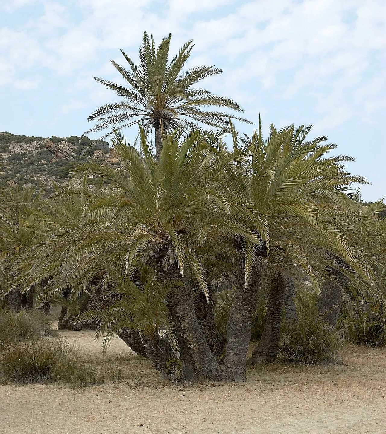 Cretan date palm