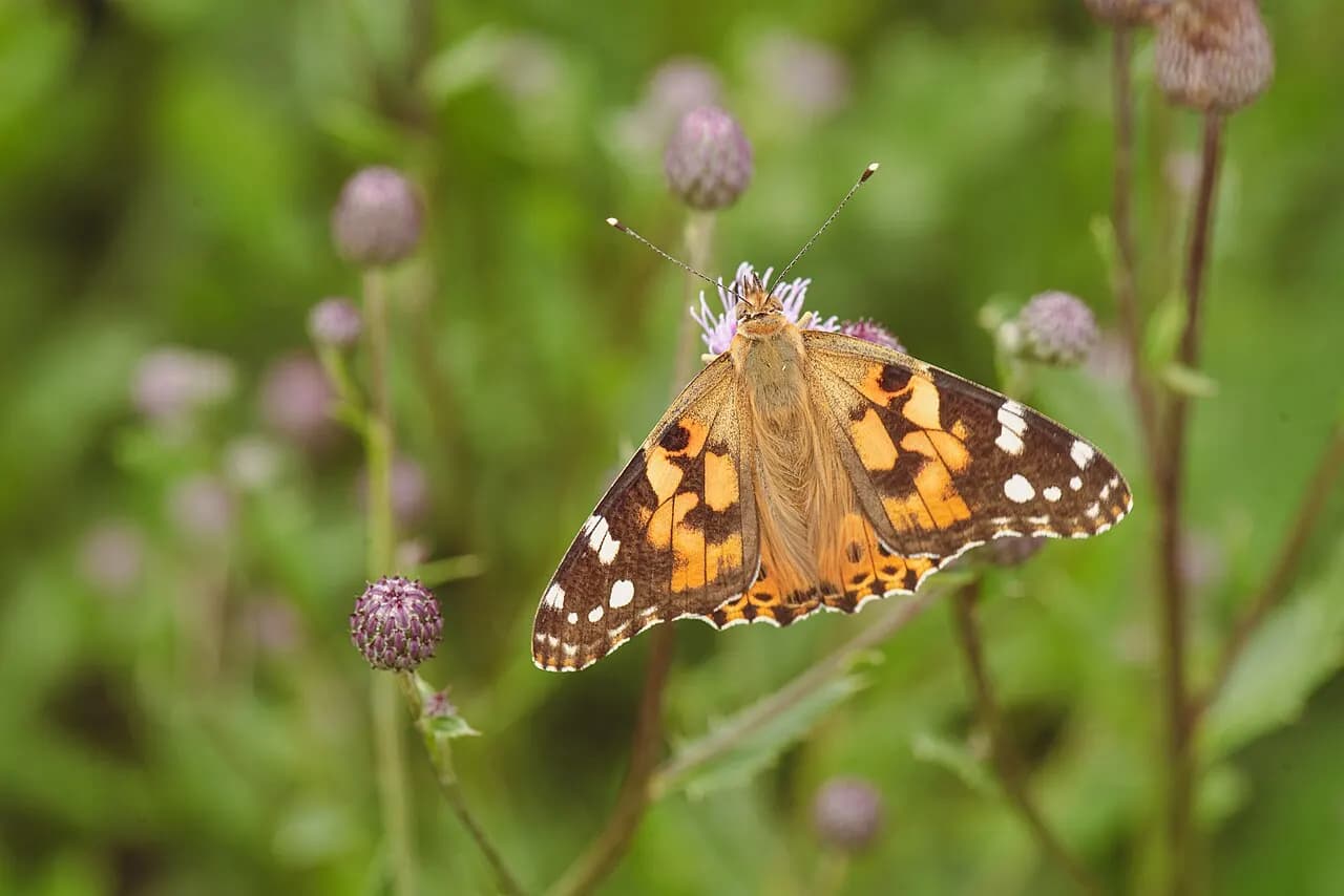 Painted lady