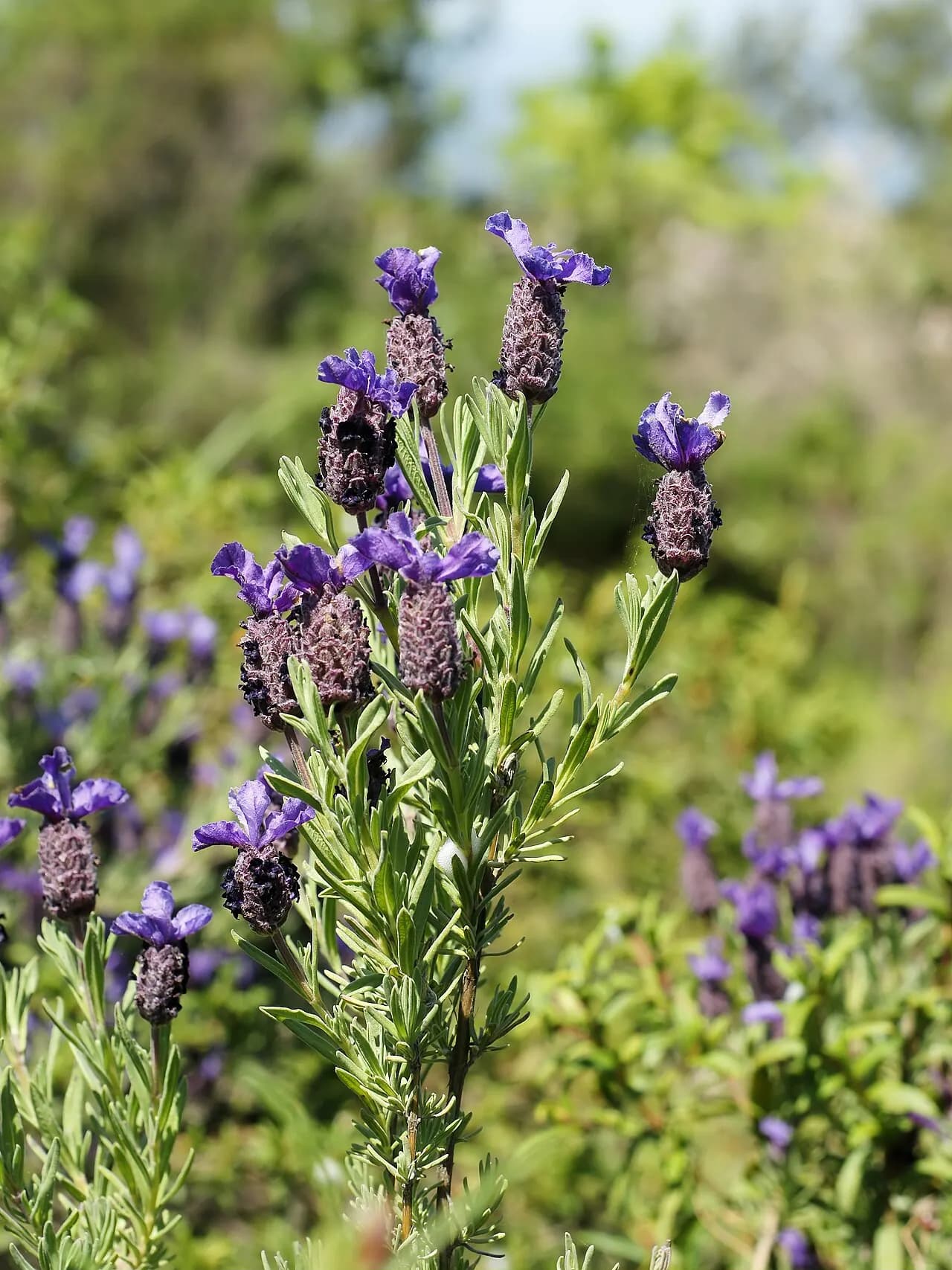 French lavender