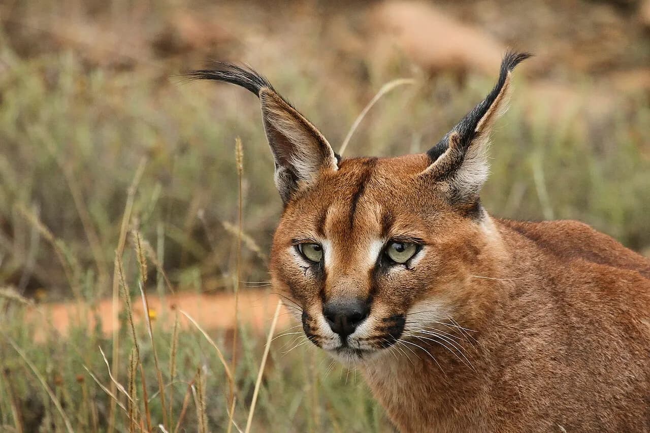 Caracal