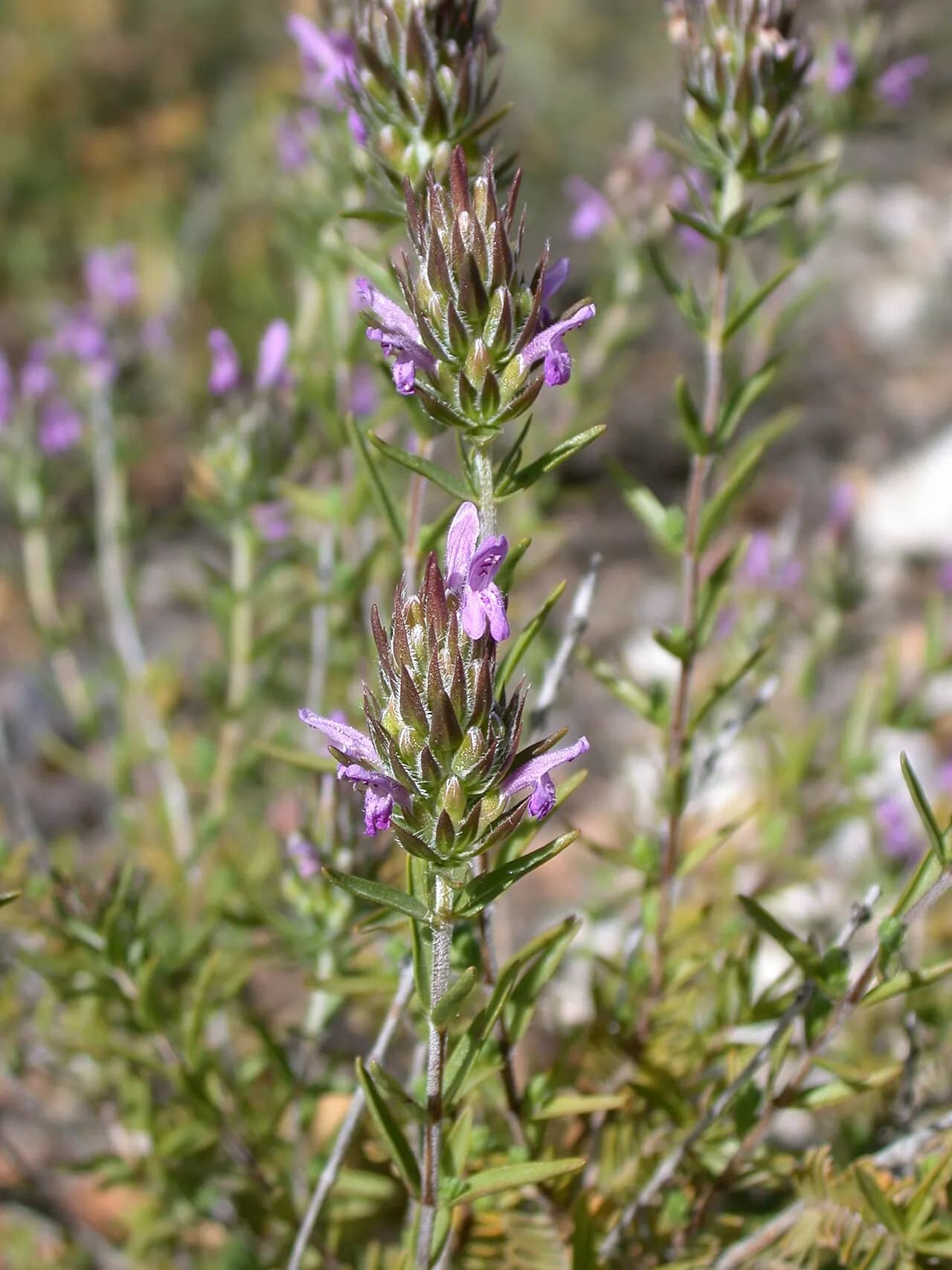 Thyme tea