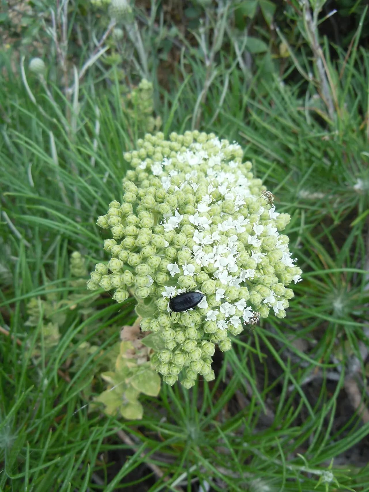 Turkish oregano