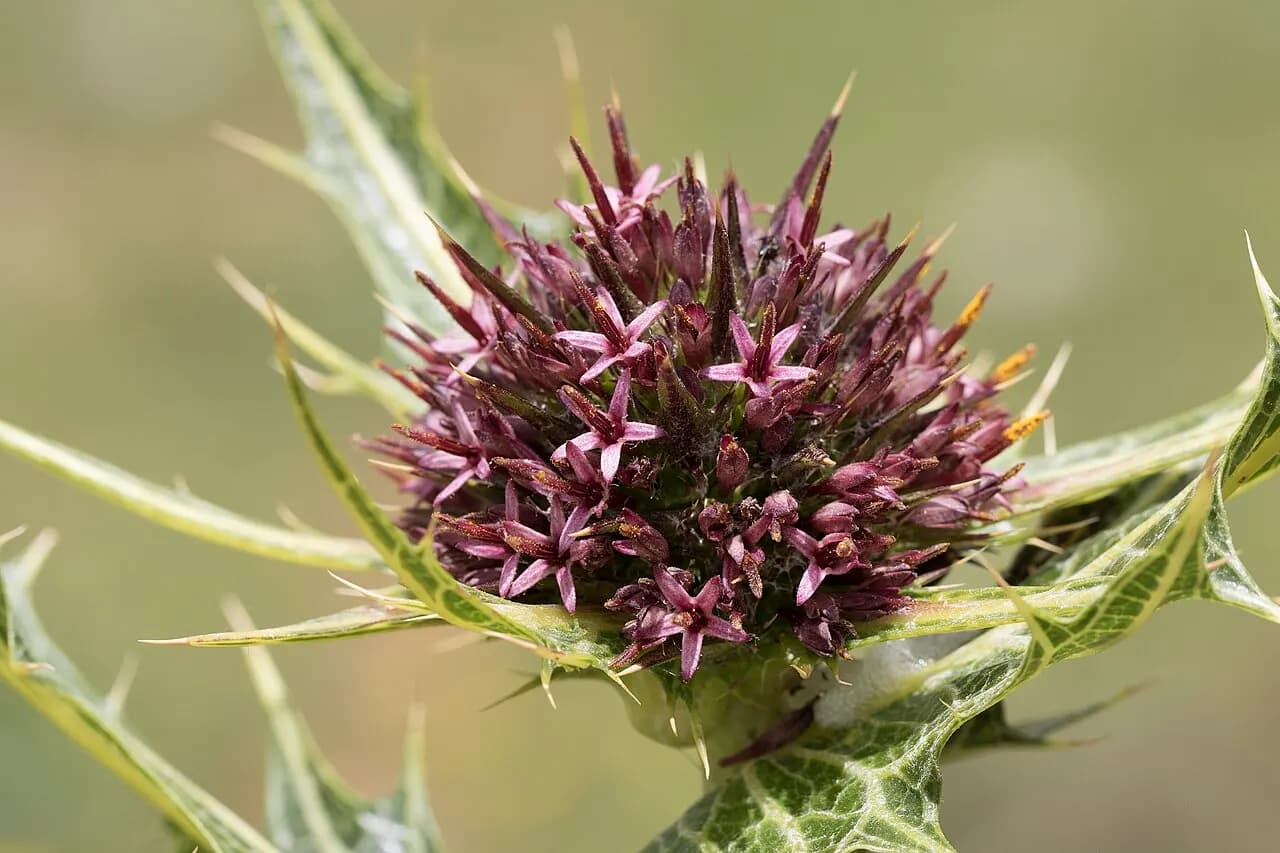 Sautéed golden thistle