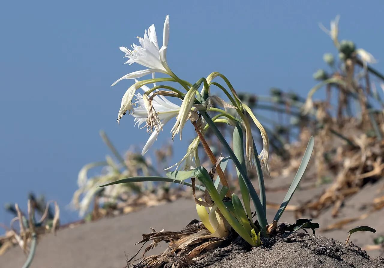 Sea daffodil
