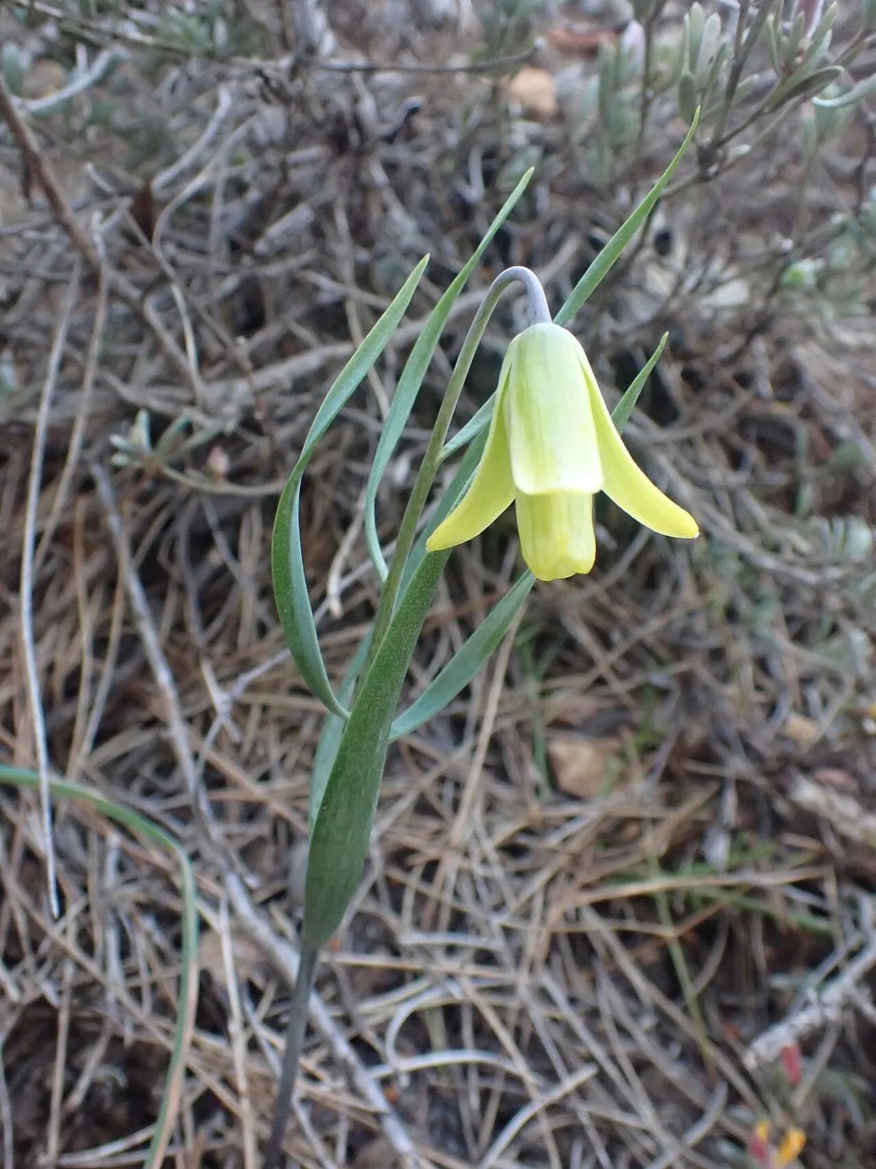 Muğla fritillary