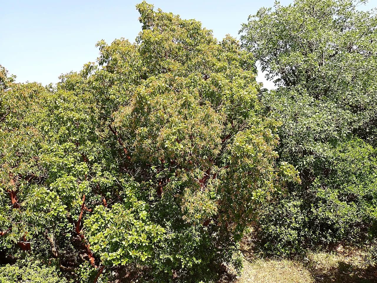 Greek strawberry tree