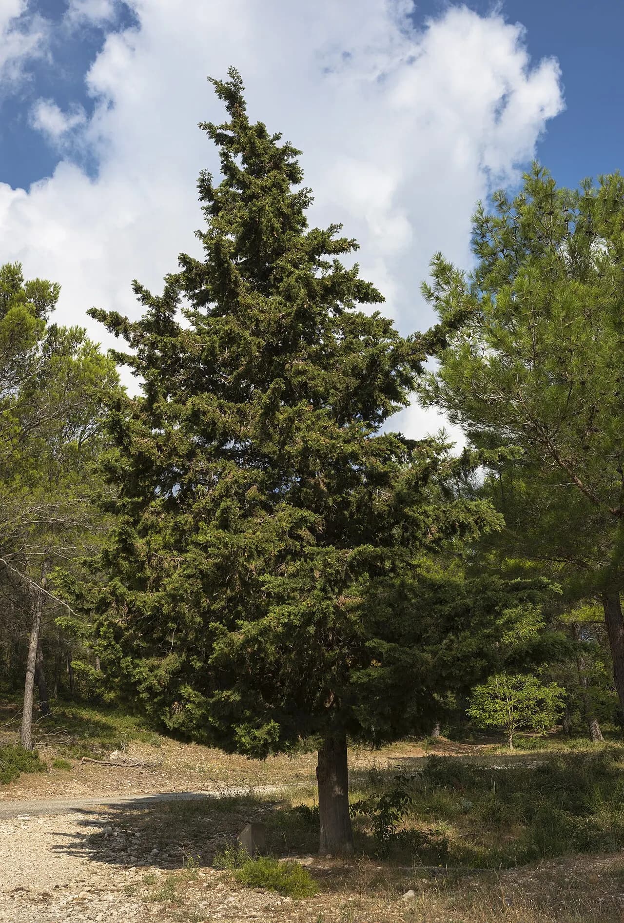 Mediterranean cypress
