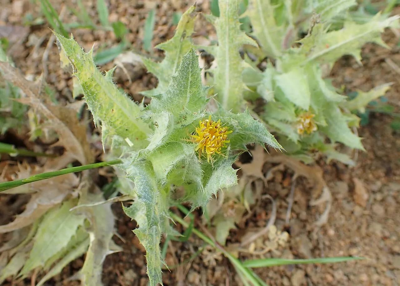 Blessed thistle stew