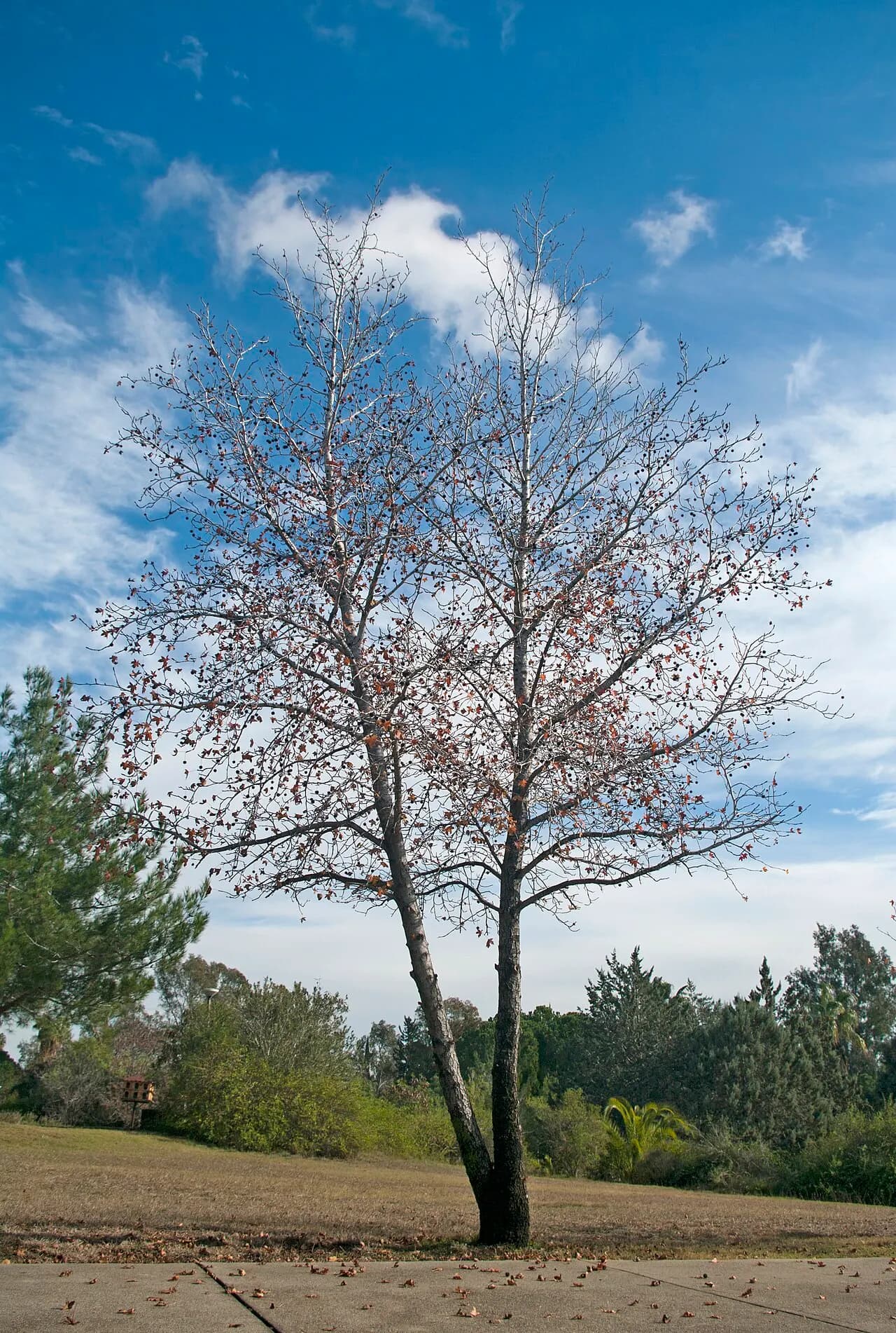 Oriental sweetgum