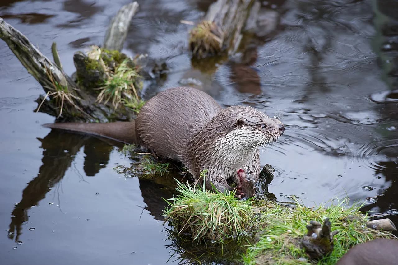 Eurasian otter