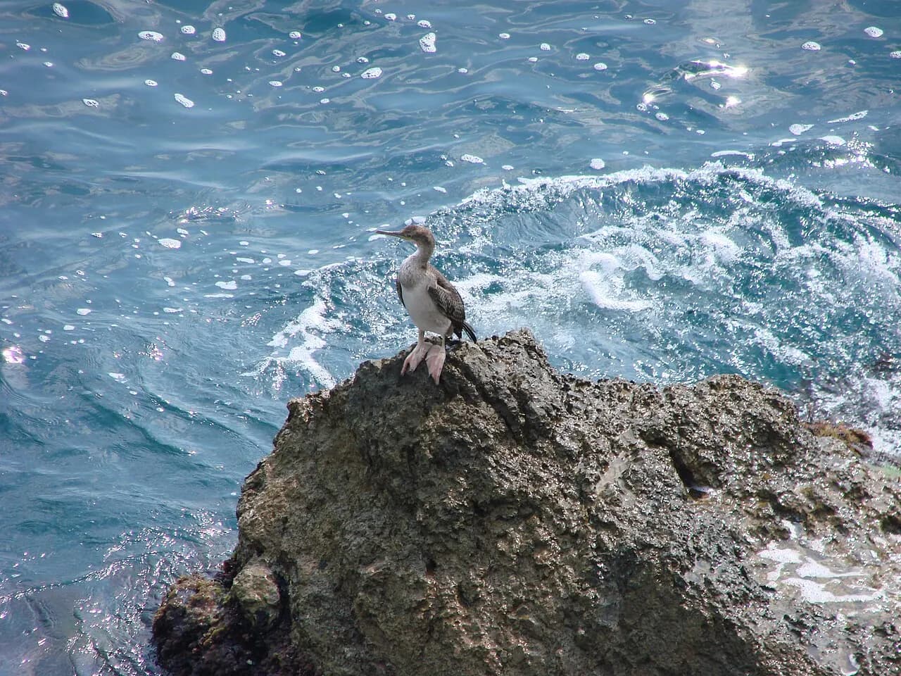 European shag (Mediterranean subspecies)