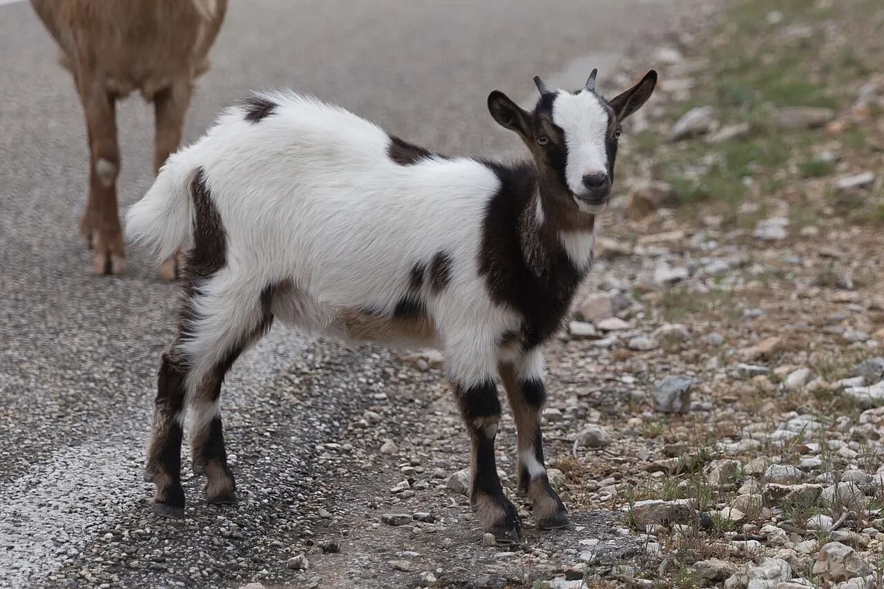 Wild goat