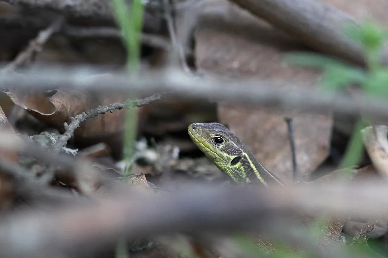 Balkan green lizard