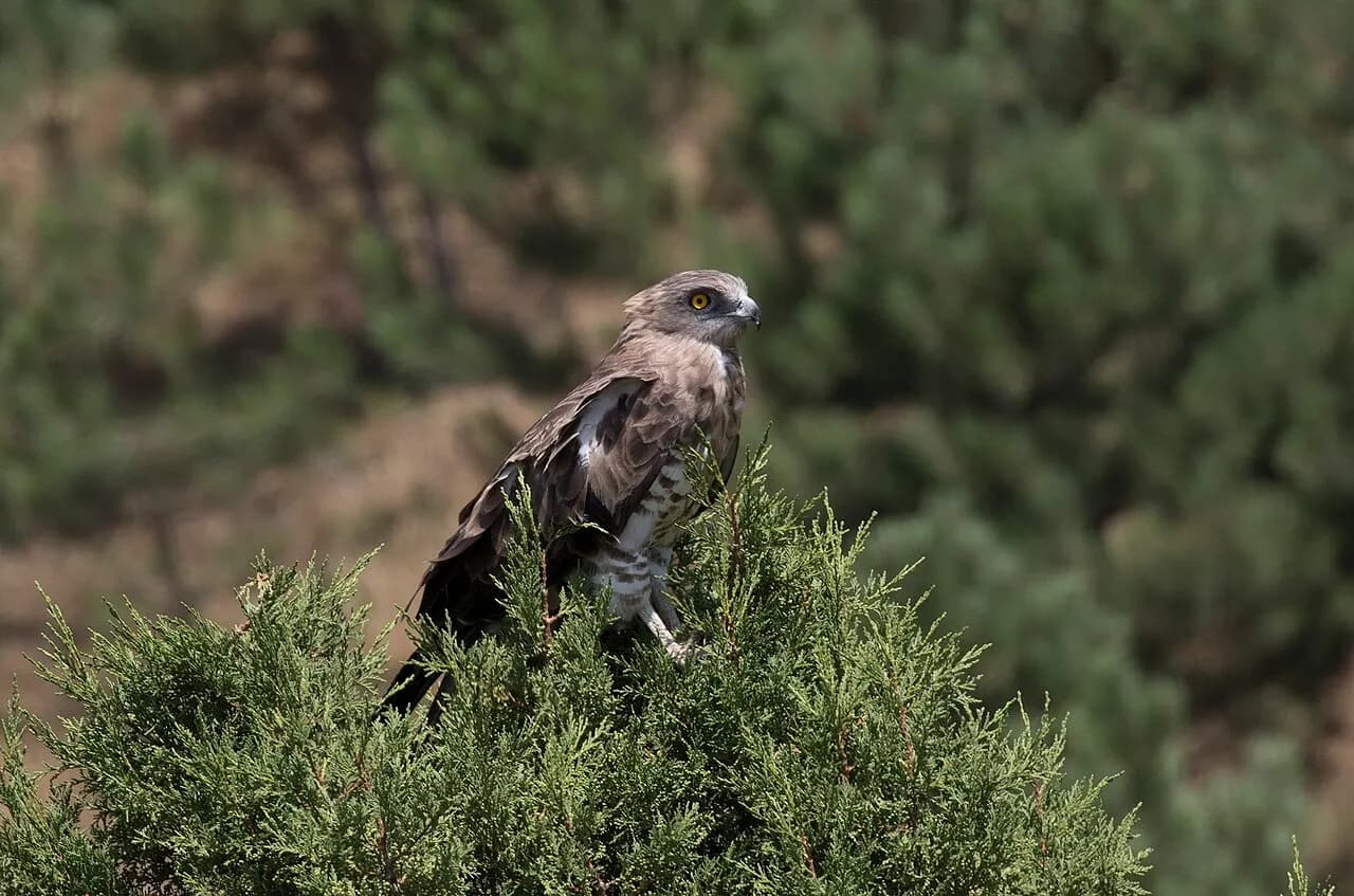 Short-toed snake eagle