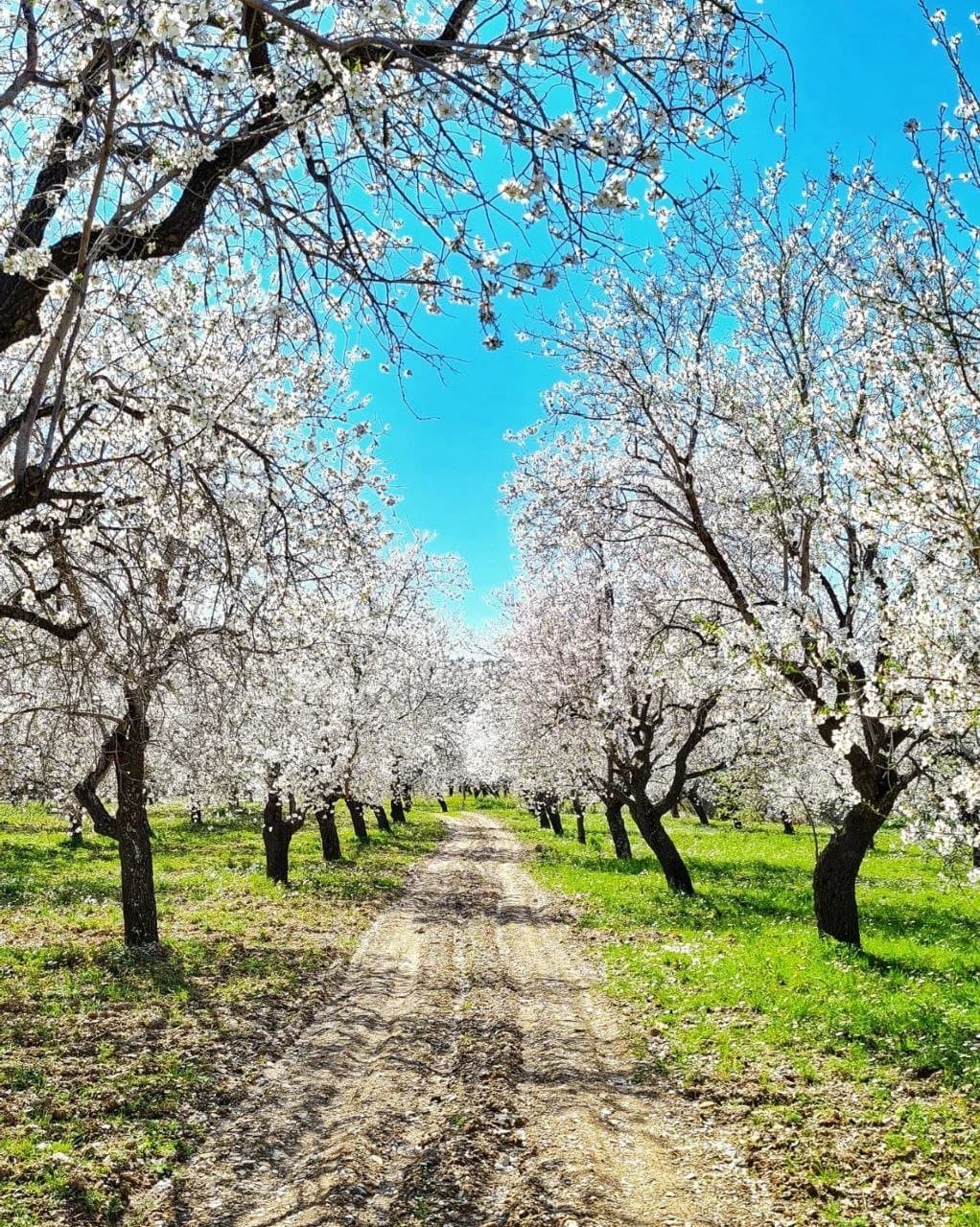 Almond Blossom Walk