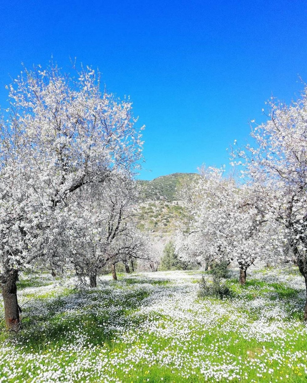Datça almond