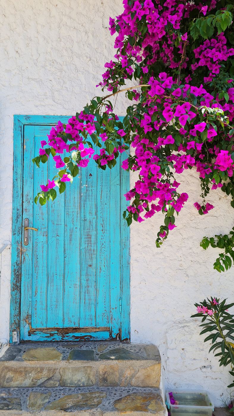 Türkisfarbene Holztür unter Bougainvillea