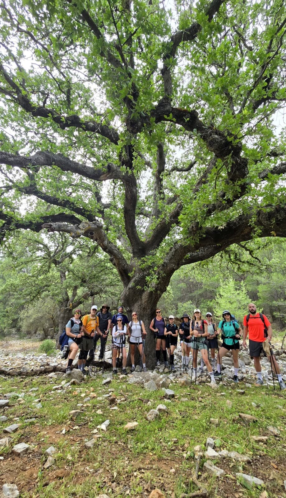 Hiking group beneath a monumental oak on the Carian Trail