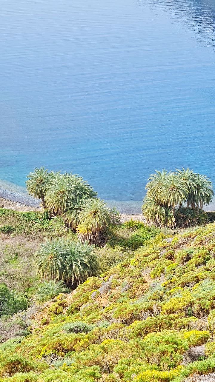Endemic Datça date palms (Phoenix theophrasti) by the sea